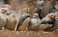 Zebra finches