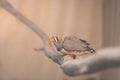 Zebra finches bird perching over branch