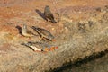 Zebra Finches drinking