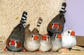 Zebra finches