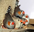 Zebra finches