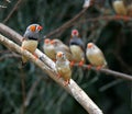 Zebra finches ( Taeniopygia guttata ) Royalty Free Stock Photo