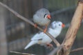 Zebra Finches Royalty Free Stock Photo