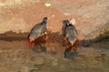 Zebra Finches