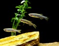 Zebra Fish, brachydanio rerio Royalty Free Stock Photo