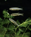 Zebra Fish, brachydanio rerio Royalty Free Stock Photo