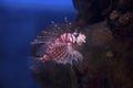 Zebra fish swims in the waters of the red sea