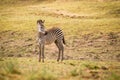 Zebra foal