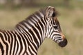 Zebra foal Royalty Free Stock Photo