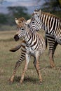 Zebra Foal