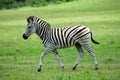 Zebra foal Royalty Free Stock Photo