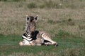 Zebra foal Royalty Free Stock Photo