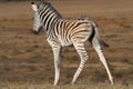 Zebra Foal