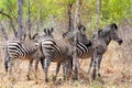 Zebra foal in african tree bush. Royalty Free Stock Photo