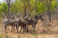 Zebra foal in african tree bush. Royalty Free Stock Photo