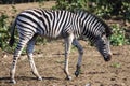 Zebra Foal Royalty Free Stock Photo