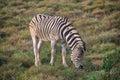 Zebra foal eating grass in Addo National Park Royalty Free Stock Photo