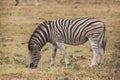 Zebra foal eating grass in Addo National Park Royalty Free Stock Photo