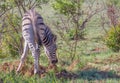 A zebra foal eats dirt to supplement its diet Royalty Free Stock Photo