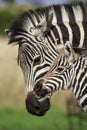 Zebra foal with family, tender moment, loving caring