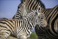 Zebra foal with family, tender moment, loving caring