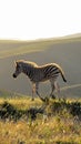 Zebra foal having found it& x27;s legs