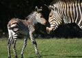 Zebra Foal with its mother Royalty Free Stock Photo