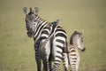 zebra and foal with lilic breasted roller on its back