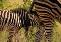 Zebra foal nursing Royalty Free Stock Photo