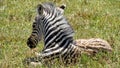 Zebra foal resting