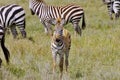 Zebra foal on the Serengeti plains, Tanzania Royalty Free Stock Photo