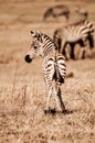 Zebra Foal Royalty Free Stock Photo