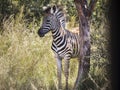 A zebra foal standing next to a tree Royalty Free Stock Photo