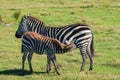 Zebra Foal Suckling from mom