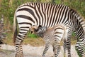 Zebra Foal Suckling from mom