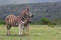 Zebra and fowl. South Africa