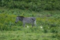 Zebra and friends in the meadows Royalty Free Stock Photo
