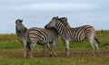 Zebra friends.