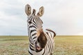 Zebra funny chewing flirting making surprised face open mouth, talking, laughing, smiling Royalty Free Stock Photo