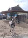 zebra, funny zebra in the zoo, animals in the zoo