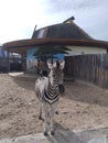 zebra, funny zebra in the zoo, animals in the zoo Royalty Free Stock Photo