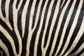 Zebra fur Royalty Free Stock Photo