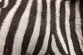 Zebra Fur Background Royalty Free Stock Photo