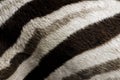 Zebra Fur Background Royalty Free Stock Photo