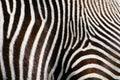 Zebra Fur Background Royalty Free Stock Photo