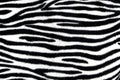 Zebra fur background texture Royalty Free Stock Photo
