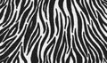 Zebra fur skin seamless pattern, carpet zebra hairy background, black and white texture, look smooth, fluffly and soft. Royalty Free Stock Photo