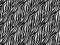 Zebra fur skin seamless pattern, carpet zebra hairy background, black and white texture, smooth, fluffly and soft. Royalty Free Stock Photo