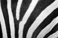 Zebra fur texture Royalty Free Stock Photo