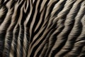 Zebra fur texture. Striped black cream fluffy zebra fur. Close-up. Copy space. Soft cozy wool. Warm blanket, carpet, rug Royalty Free Stock Photo